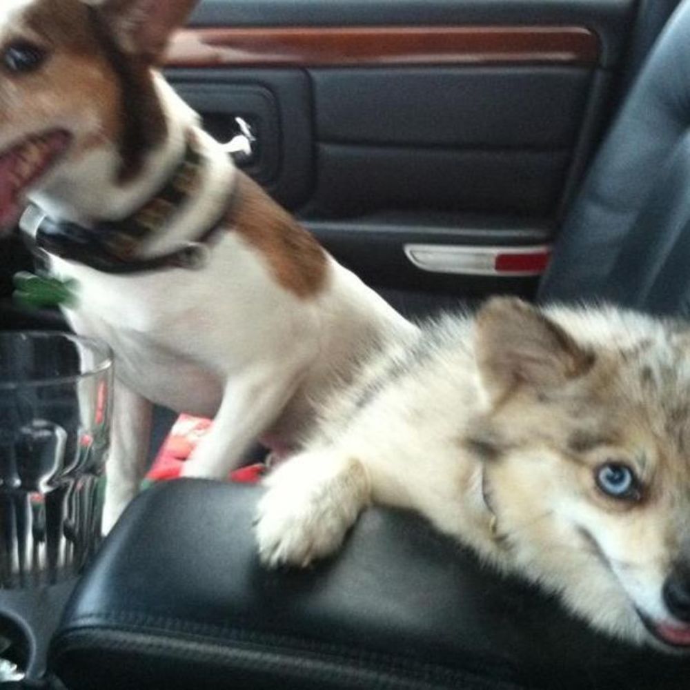 Meet your Posher, Becky